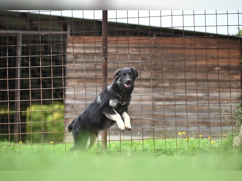 Danka - junge Mischlingshündin sucht ein liebevolles Zuhause