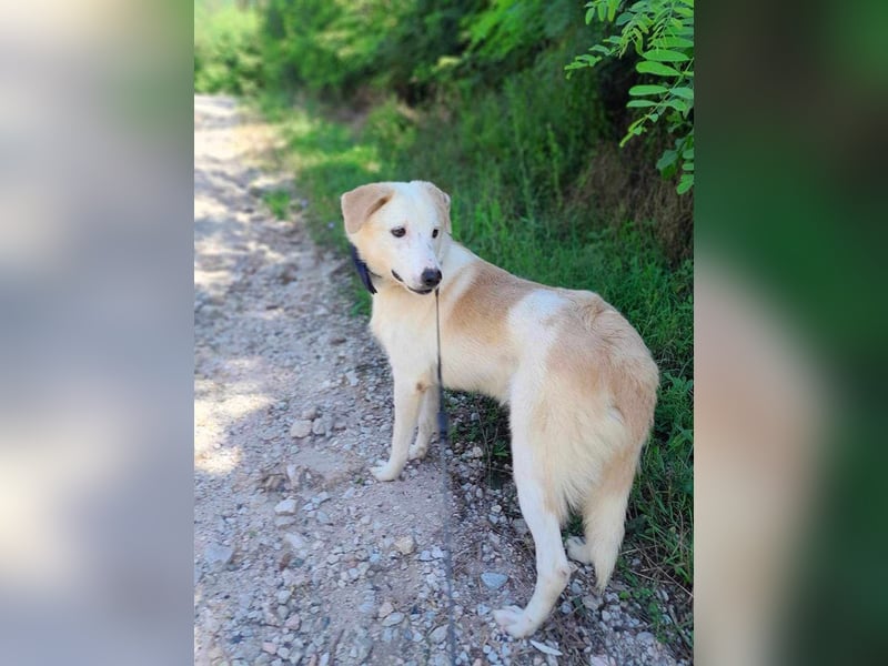 Edy sucht sein Zuhause