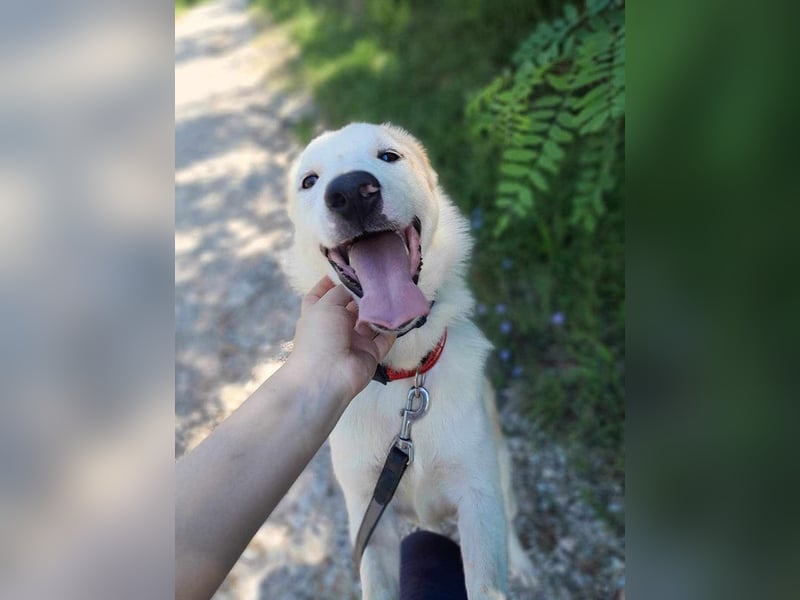 Edy sucht sein Zuhause