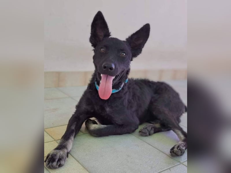 Bobbi sucht ein aktives Zuhause