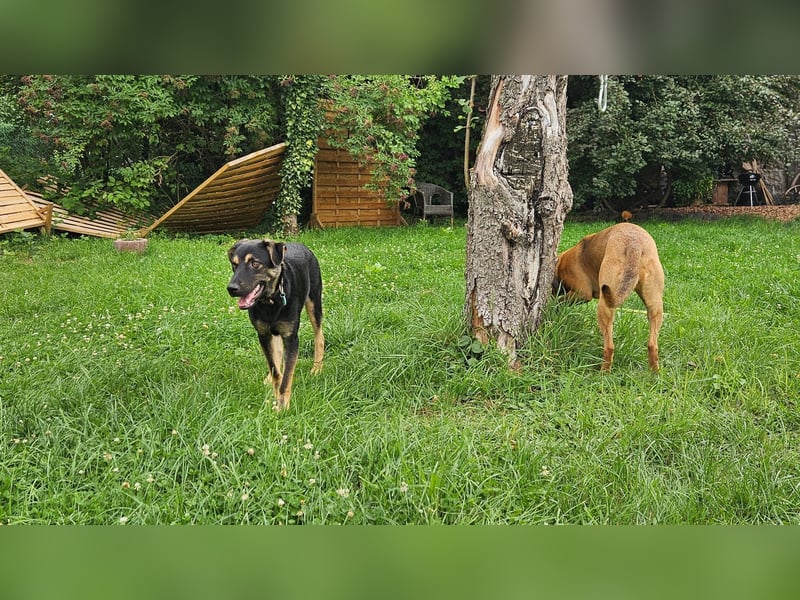 Hulk, sportlicher, intelligenter und sozialer Rüde sucht ein Zuhause