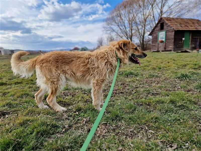 Gaspar sucht ein Zuhause