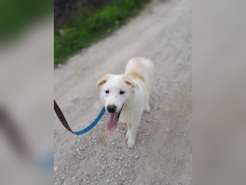 Edy sucht sein Zuhause