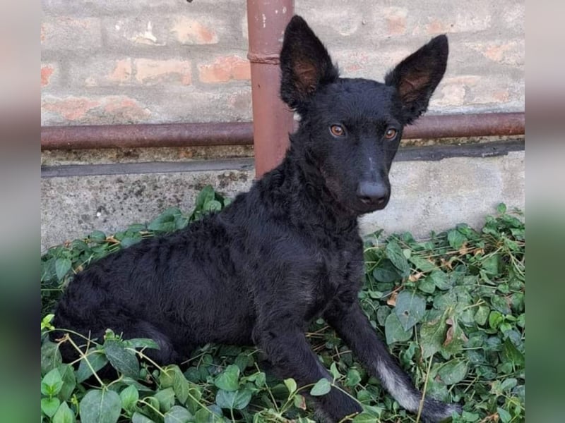 Bobbi sucht ein aktives Zuhause