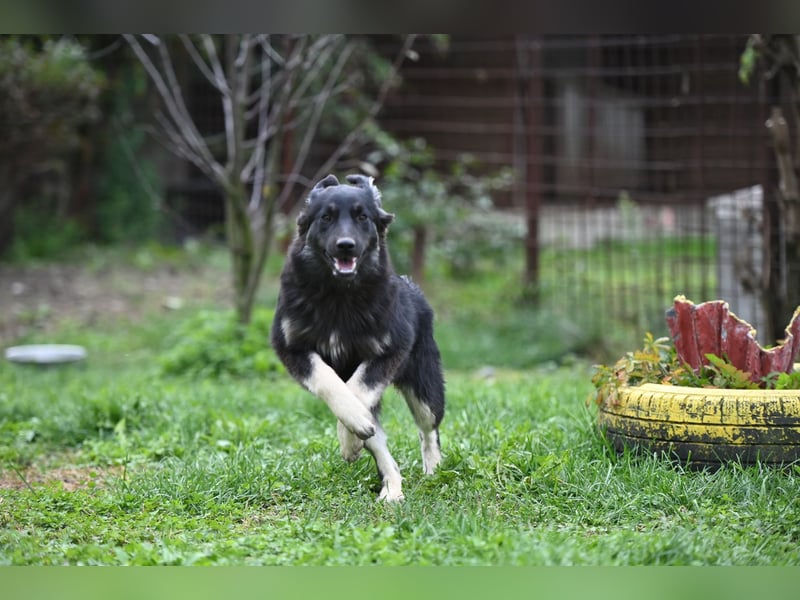 Danka - junge Mischlingshündin sucht ein liebevolles Zuhause