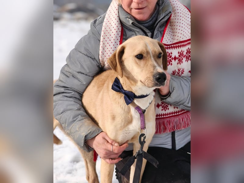 Bowie - aufmerksamer und verschmuster Junge