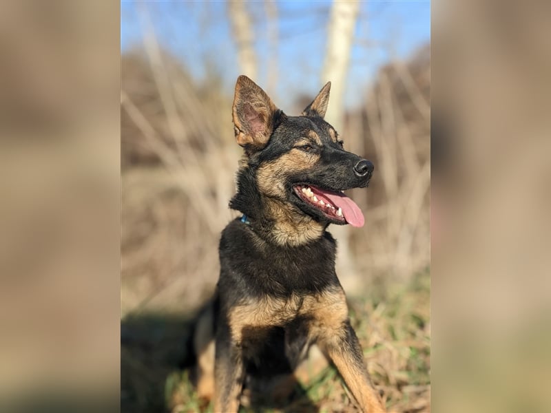 Maggie sucht ein Zuhause