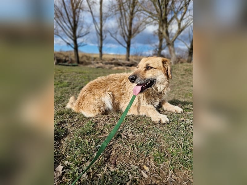 Gaspar sucht ein Zuhause