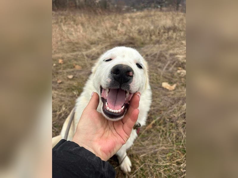 Edy sucht sein Zuhause