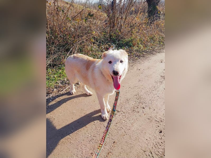 Edy sucht sein Zuhause