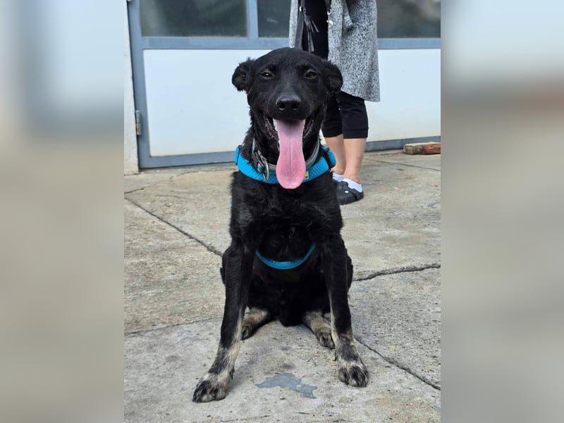 Bobbi sucht ein aktives Zuhause