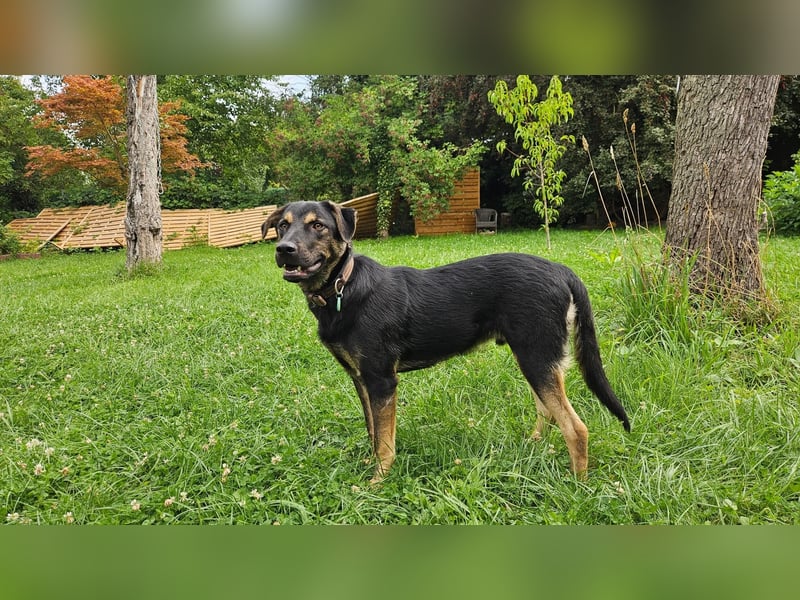 Hulk, sportlicher, intelligenter und sozialer Rüde sucht ein Zuhause