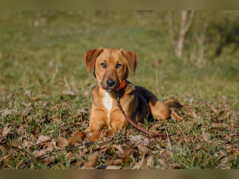 Elfy sucht ein Zuhause