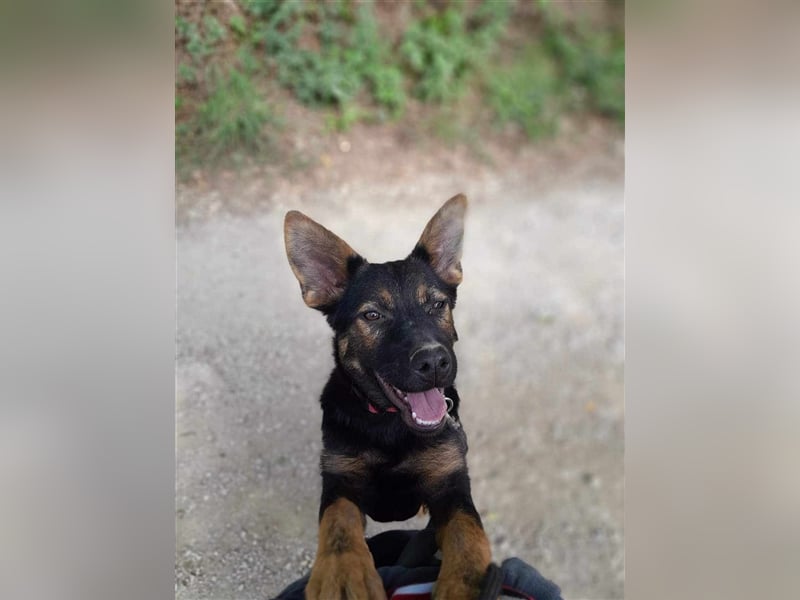 Maggie sucht ein Zuhause