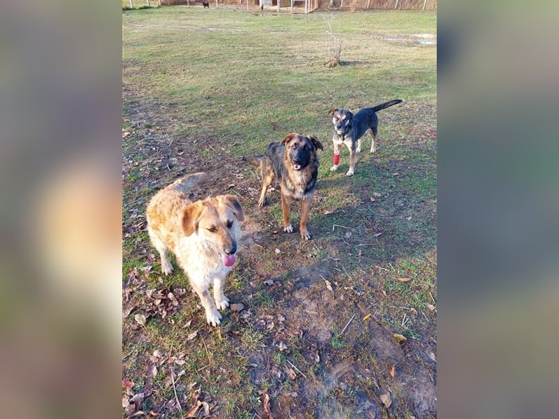 Gaspar sucht ein Zuhause