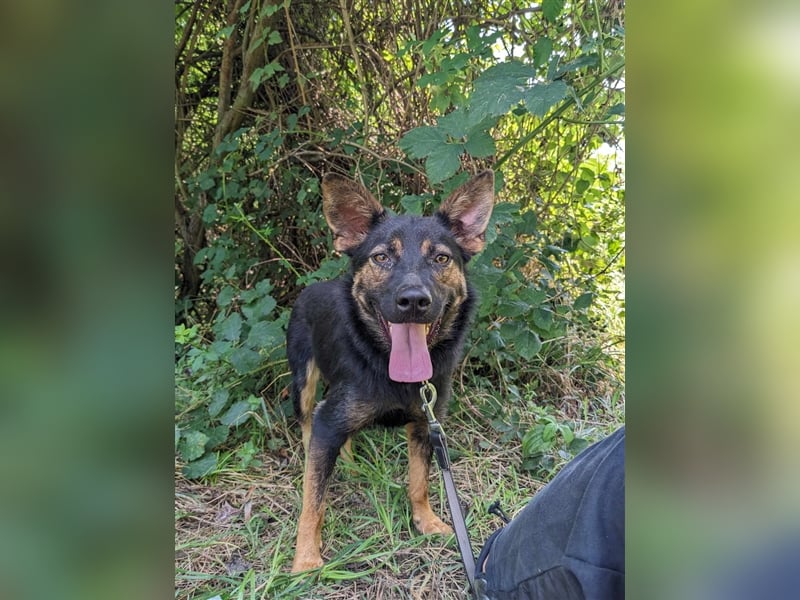 Maggie sucht ein Zuhause