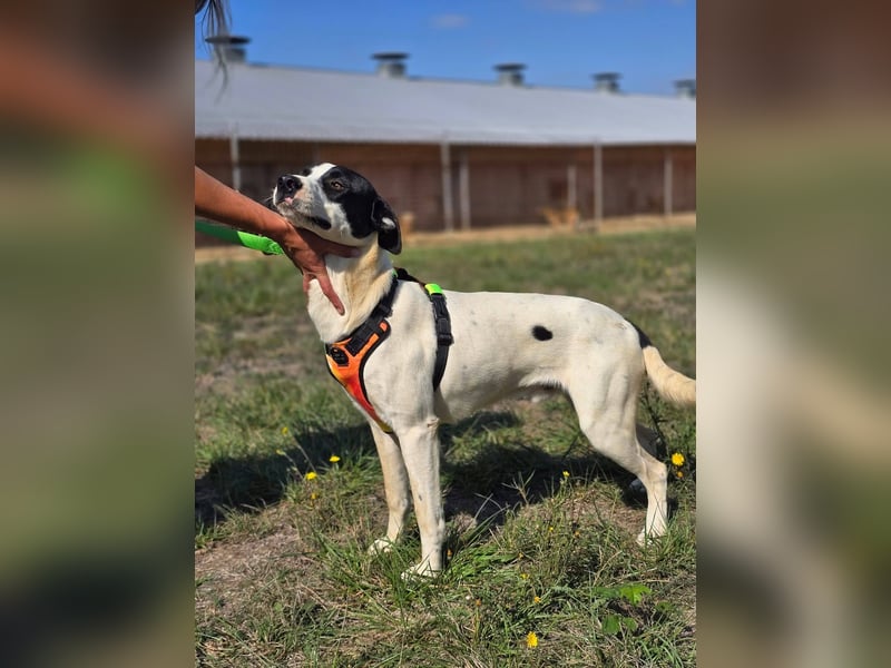 Lazar - sportlicher Junghund mit freundlichem Wesen