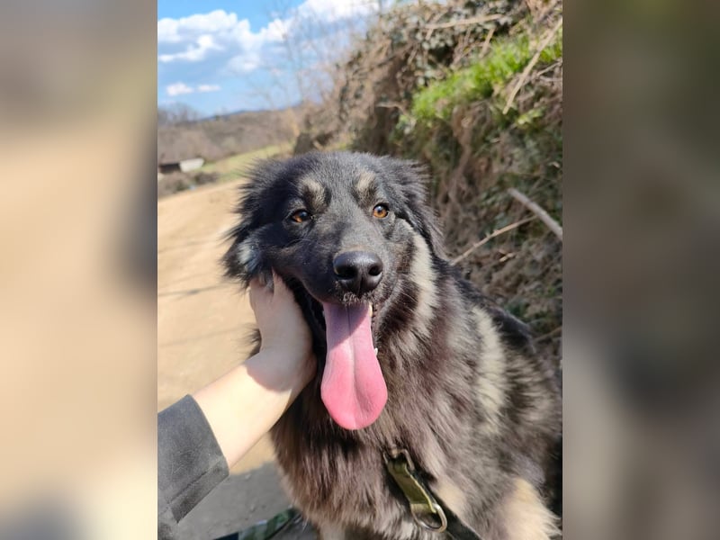 Danka - junge Mischlingshündin sucht ein liebevolles Zuhause