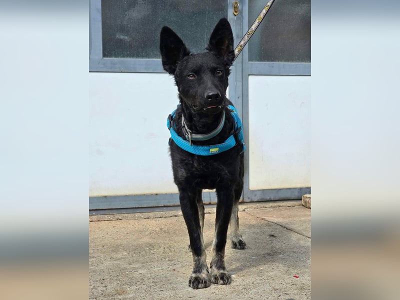 Bobbi sucht ein aktives Zuhause