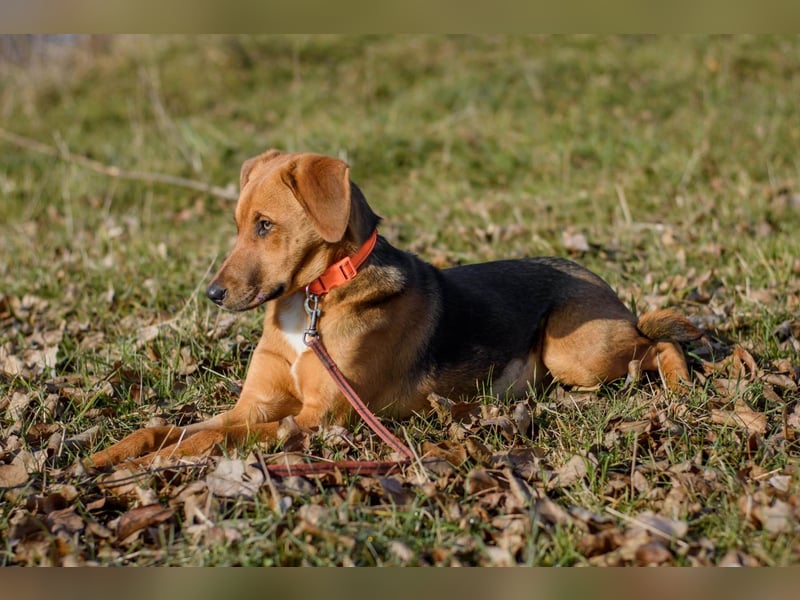 Elfy sucht ein Zuhause