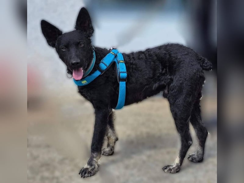 Bobbi sucht ein aktives Zuhause