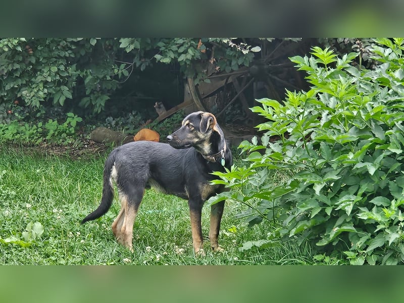 Hulk, sportlicher, intelligenter und sozialer Rüde sucht ein Zuhause