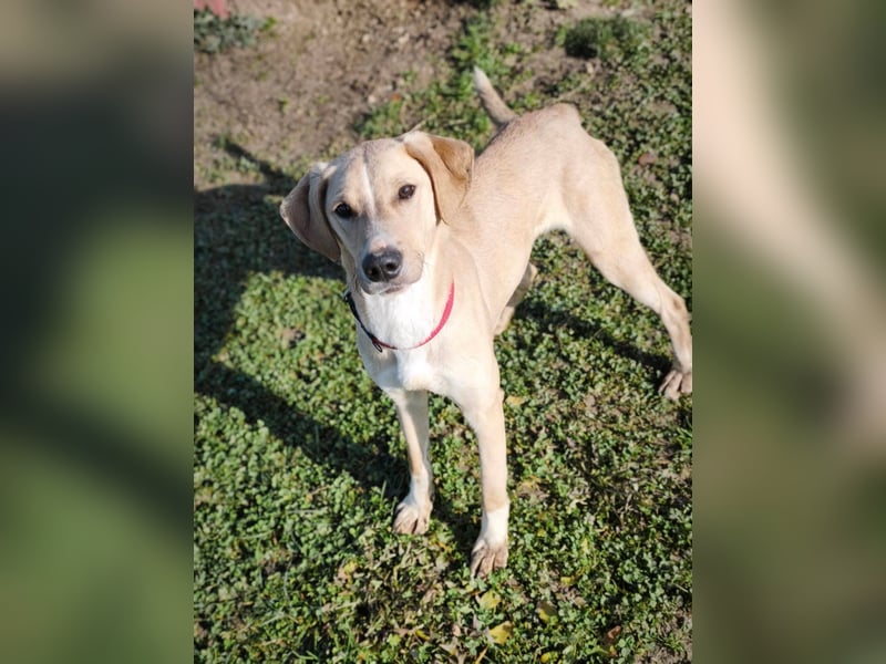 Bowie - aufmerksamer und verschmuster Junge