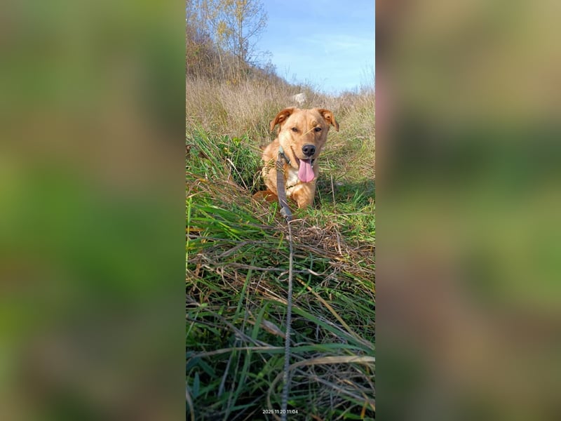 Boyd - Aktiver Rüde sucht ein Zuhause mit Bewegung und Herz