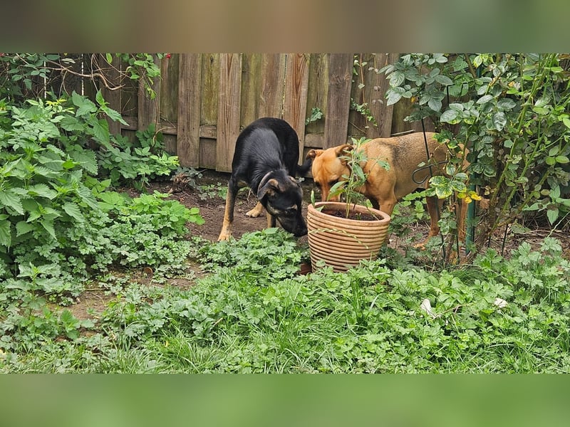 Hulk, sportlicher, intelligenter und sozialer Rüde sucht ein Zuhause