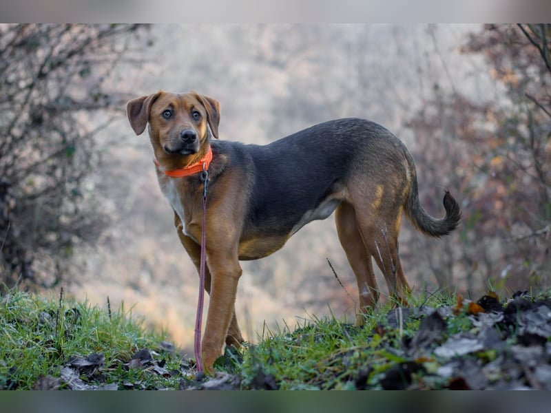 Elfy sucht ein Zuhause