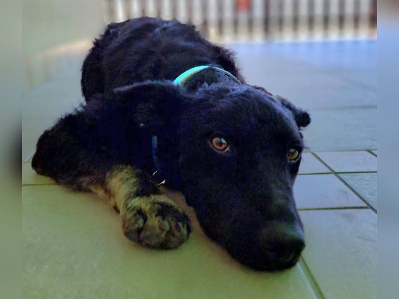 Bobbi sucht ein aktives Zuhause