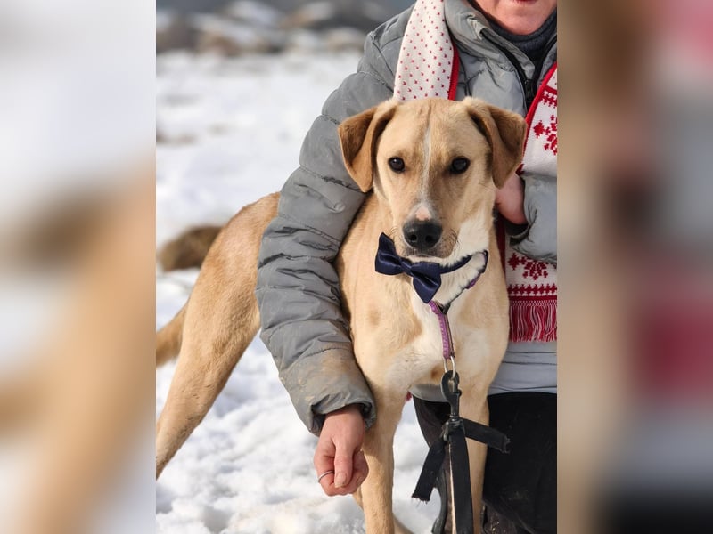 Bowie - aufmerksamer und verschmuster Junge