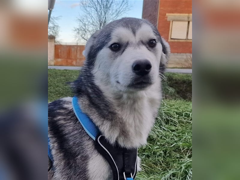 Diego sucht ein Zuhause