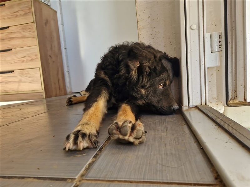 Tinky sucht ein Zuhause