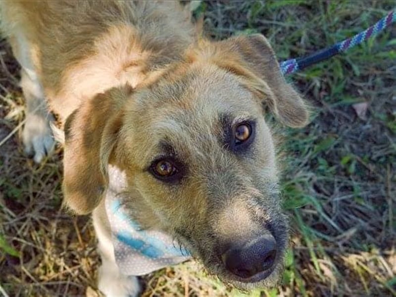 Gaspar sucht ein Zuhause