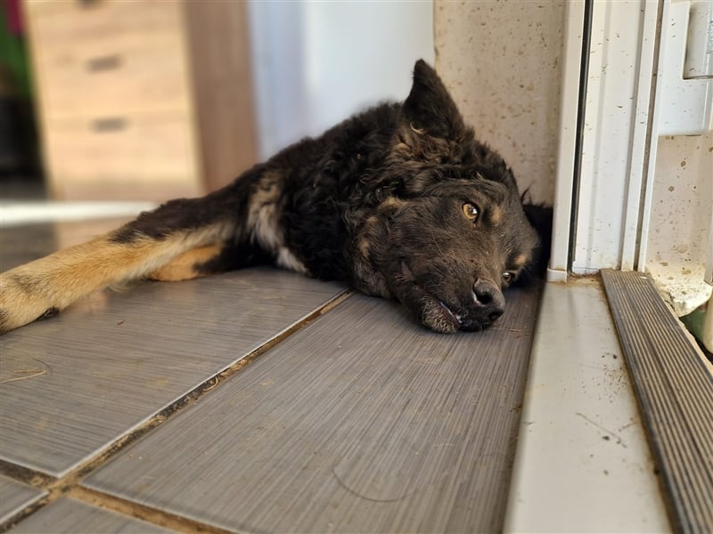 Tinky sucht ein Zuhause