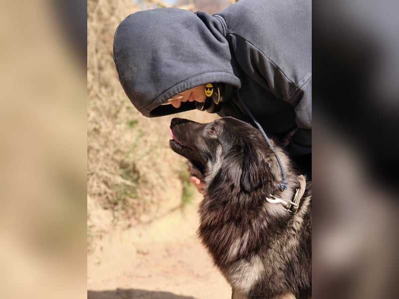 Danka - junge Mischlingshündin sucht ein liebevolles Zuhause