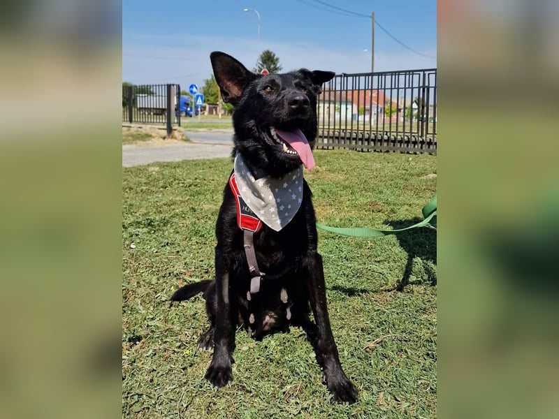 Astra, tolle Hündin sucht tolles Zuhause