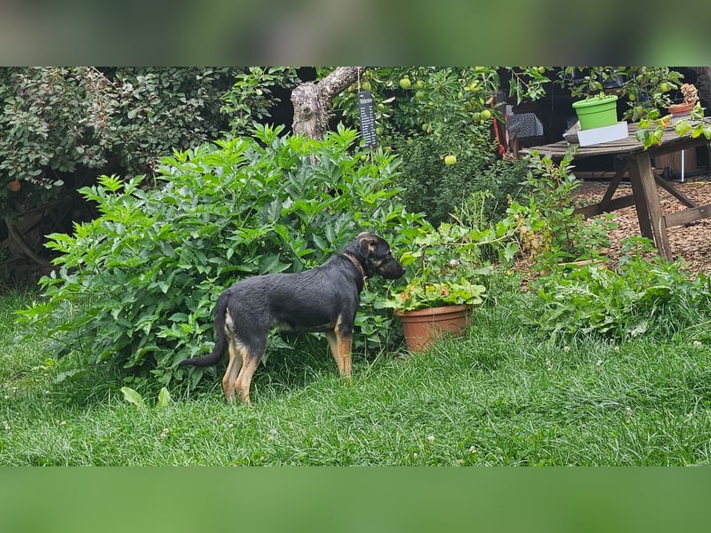 Hulk, sportlicher, intelligenter und sozialer Rüde sucht ein Zuhause