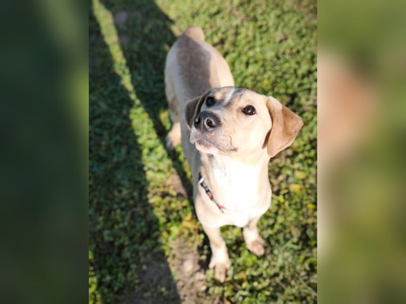 Bowie - aufmerksamer und verschmuster Junge