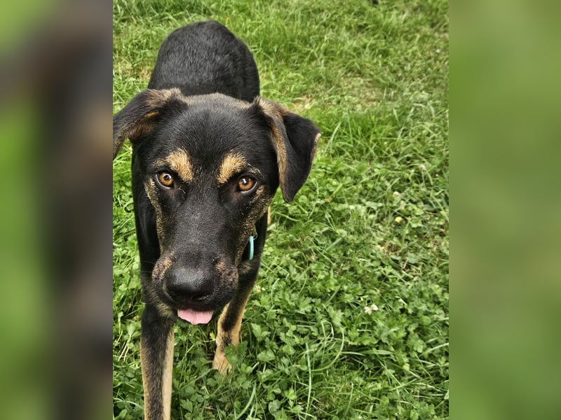 Hulk, sportlicher, intelligenter und sozialer Rüde sucht ein Zuhause