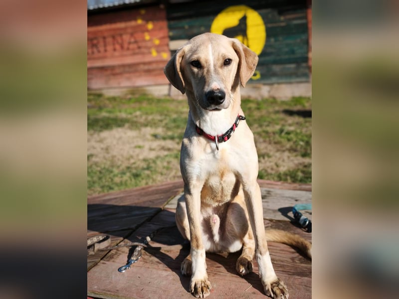 Bowie - aufmerksamer und verschmuster Junge