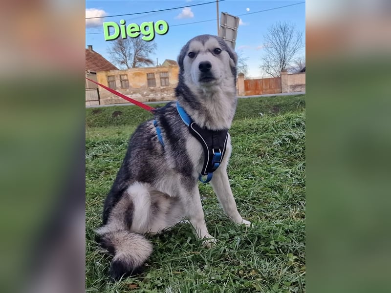 Diego sucht ein Zuhause