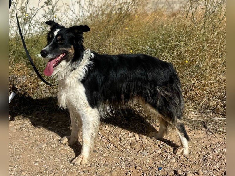 Marshall - Familienhund par excellence
