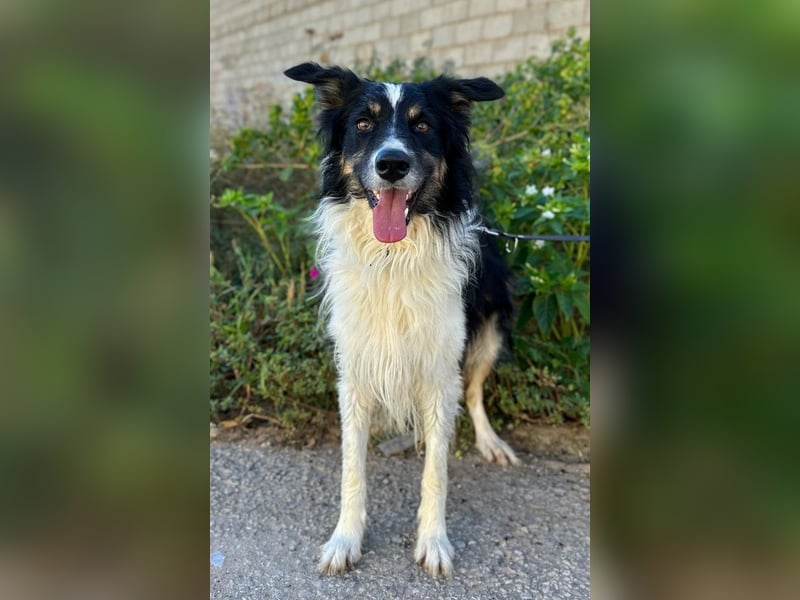 Marshall - Familienhund par excellence