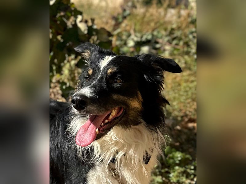 Marshall - Familienhund par excellence