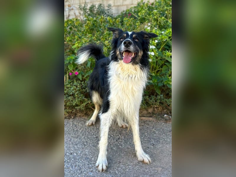 Marshall - Familienhund par excellence