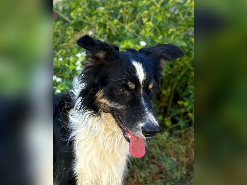 Marshall - Familienhund par excellence