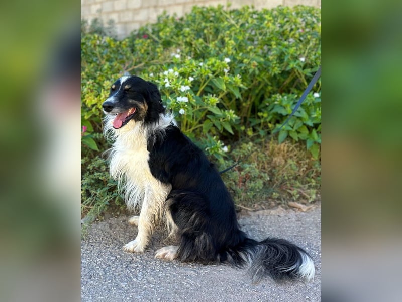Marshall - Familienhund par excellence