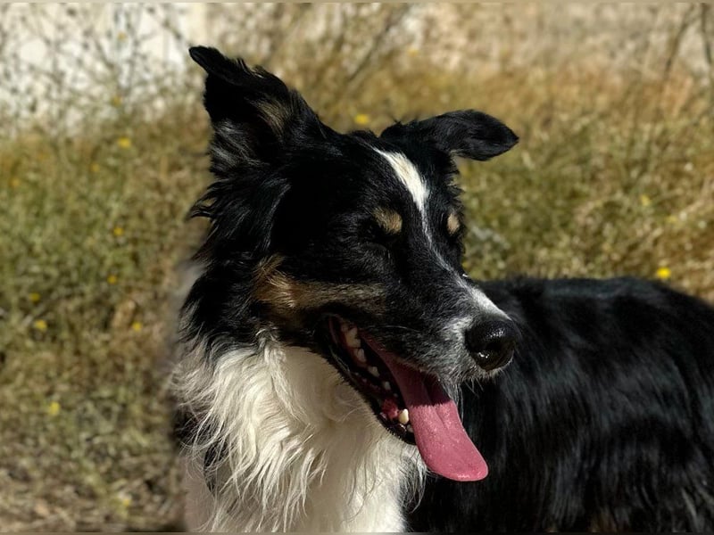 Marshall - Familienhund par excellence